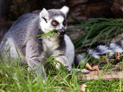 Ringstaartmaki - De Zonnegloed - Dierenpark - Dieren opvangcentrum - Sanctuary